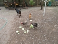 2017_04_05 Kandel besucht Bellheim 38