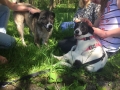 2017_05_19 Alsfeld beh Hunde 5