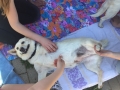 2017_05_19 Alsfeld beh Hunde 7