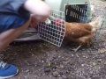 2017_06_16 Bellheim Hühnerrettung 03