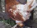 2017_06_16 Bellheim Hühnerrettung 07