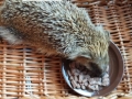 2017_08_02 Bellheim Igel 1