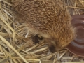 2017_08_02 Bellheim Igel 4