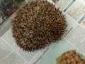 2017_08_02 Kandel Igel Falle 03
