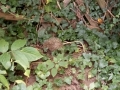 2017_08_02 Kandel Igel Falle 05