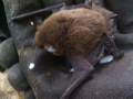 2017_08_02 Xanten Fledermaus 4