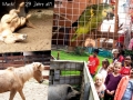 2017_08_10 Nürnberg Ponys 13