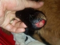2017_09_03 Albershausen Schaf 01