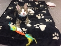 2017_09_13 Alsfeld einäugiger Kater 00