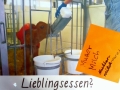 2017_09_17 Nürnberg Kuh 09