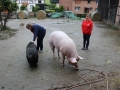 2017_10_10 Wilde Hilde 064