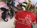 2017_10_22 Alsfeld SMEURA Katzen 02