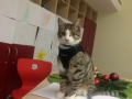 2017_12_06 Alsfeld Kater Karlchen bei TS-AG 00