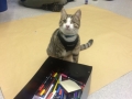 2017_12_06 Alsfeld Kater Karlchen bei TS-AG 02
