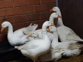2017_12_24 Gänserettung 03