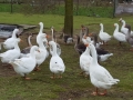 2017_12_24 Gänserettung 04