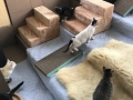 2017_12_28 Alsfeld Katzen Smeura 09