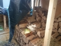 2018_04_02 Ettenheim rettet Stallkaninchen 02
