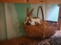 2018_04_02 Ettenheim rettet Stallkaninchen 03