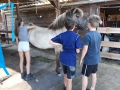 2018_07_02 Kandel bei Svea 35