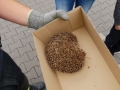 2018_07_11 Alsfeld Igel 09