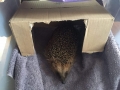2018_07_11 Alsfeld Igel 12