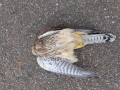 2018_07_11 Falke Straßenrand 02