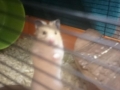 2018_07_21 Ettenheim Hamster 02