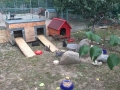 2018_07_24 Alsfeld 1 - Kaninchenrettung Rumänien 10