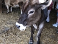 2018_07_31 Ludwigsau besucht Lebenshof für Nutztiere 04