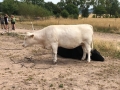 2018_07_31 Ludwigsau besucht Lebenshof für Nutztiere 06