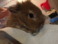 2018_08_08 Bellheim ausgesetzte Kaninchen 04