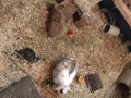 2018_08_08 Bellheim ausgesetzte Kaninchen 06