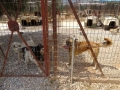 2018_08_09 Tierheim Athen 02