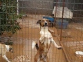 2018_08_09 Tierheim Athen 04