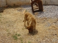 2018_08_09 Tierheim Athen 05