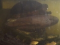 2018_08_27 Bellheim Schildkröte 00