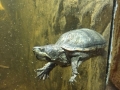 2018_08_27 Bellheim Schildkröte 01