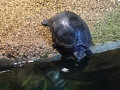 2018_08_27 Bellheim Schildkröte 02