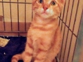 2018_09_30 Katzen Kroatien 01