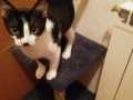 2018_09_30 Katzen Kroatien 02