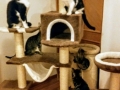2018_09_30 Katzen Kroatien 03