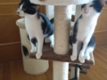 2018_09_30 Katzen Kroatien 04