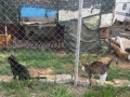 2018_09_30 Katzen Kroatien 06