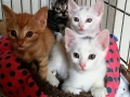2018_09_30 Katzen Kroatien 09
