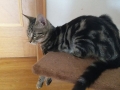 2018_09_30 Katzen Kroatien 10
