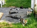 2018_09_30 Katzen Kroatien 13