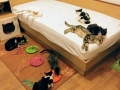 2018_09_30 Katzen Kroatien 14