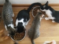 2018_09_30 Katzen Kroatien 20