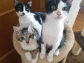 2018_09_30 Katzen Kroatien 21